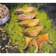 Antep-Pistazien-Muska-Rolle 500 g