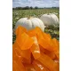 Knusprige Kürbissüßspeise 500 g
