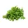 Bunch of Parsley – For Daily Enjoyment