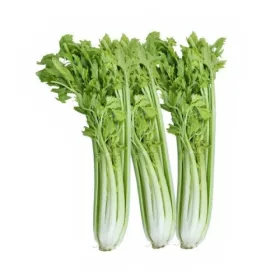 Celery (piece)– For Daily Enjoyment
