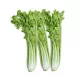 Celery (piece)– For Daily Enjoyment